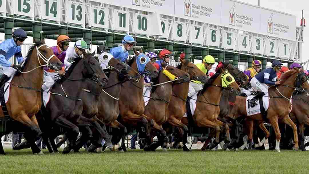 Trận đua ngựa được chiếu trực tiếp cho các cược thủ có thể theo dõi
