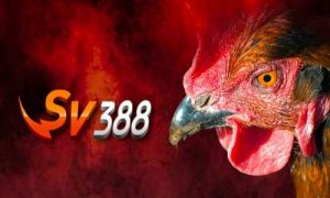 Đá gà SV388 là cái tên nổi bật tại châu Á